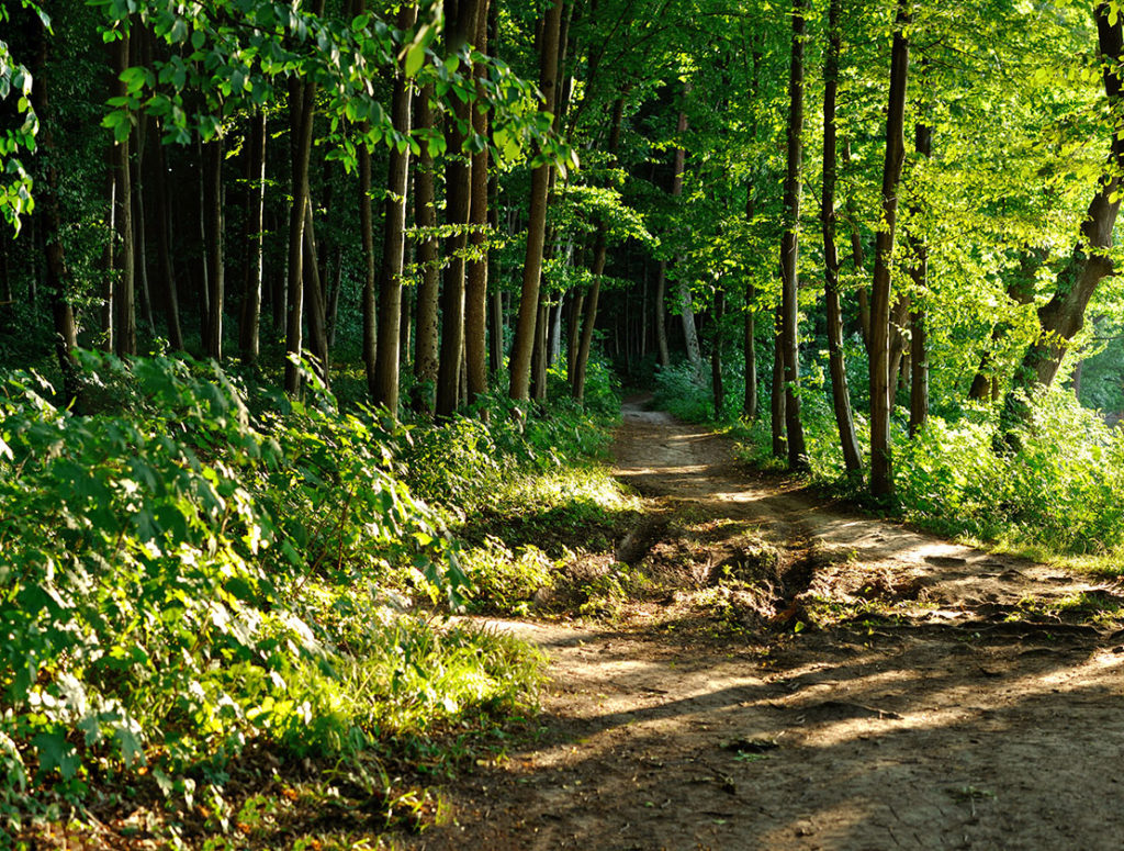 Read about Woodmont Cabinetry's commitment to the environment